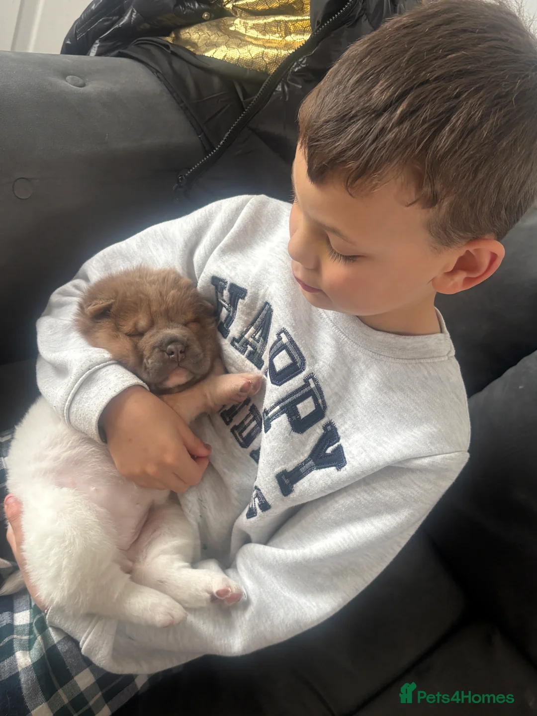 Shar Pei dogs for sale: Sharpei meat mouth blue  - Advert 2