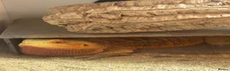 Bearded Dragon reptiles for sale: Bearded dragon and enclosure in Birmingham - Advert 1