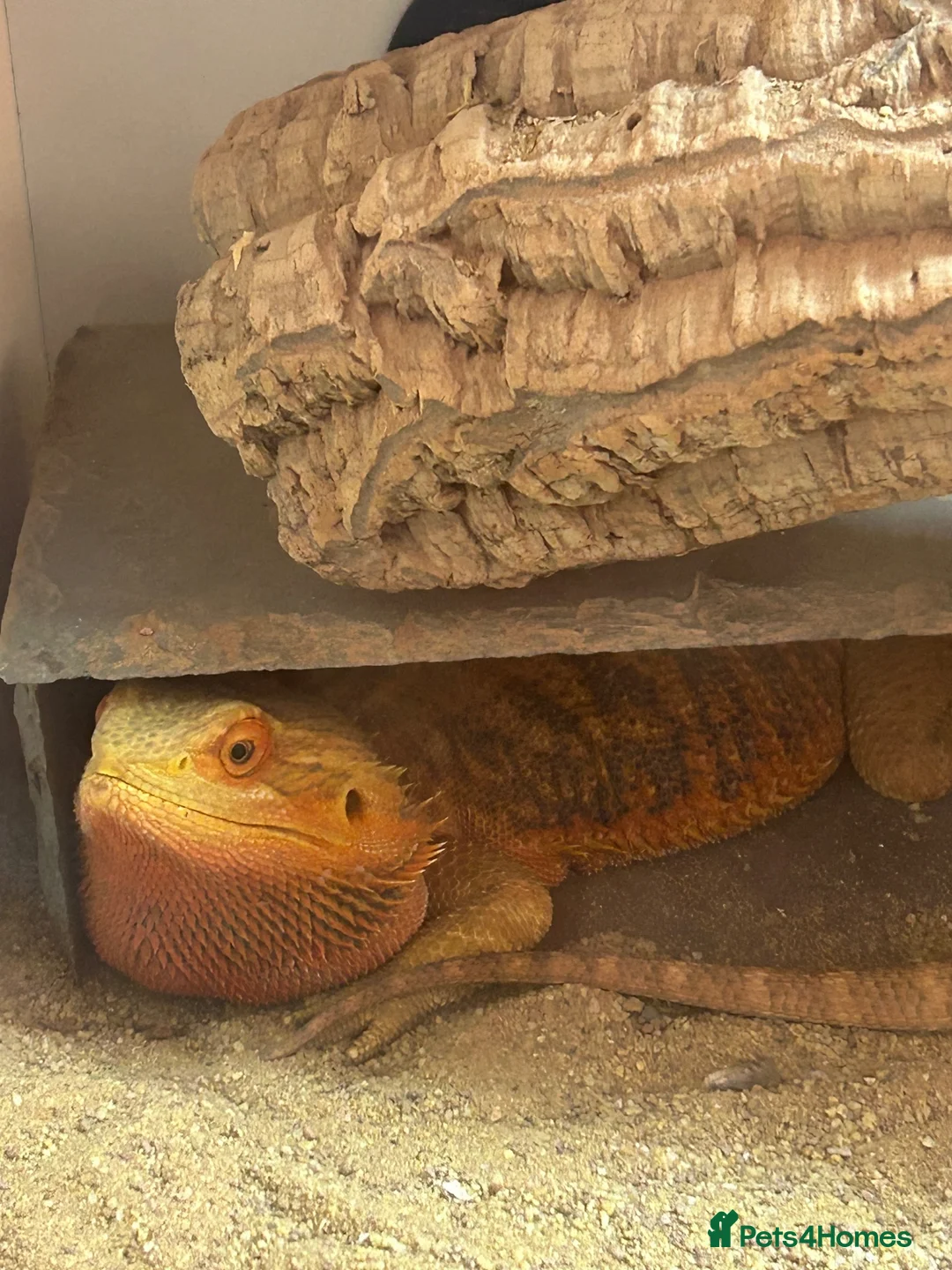 Bearded Dragon reptiles for sale: Bearded dragon and enclosure in Birmingham - Advert 1