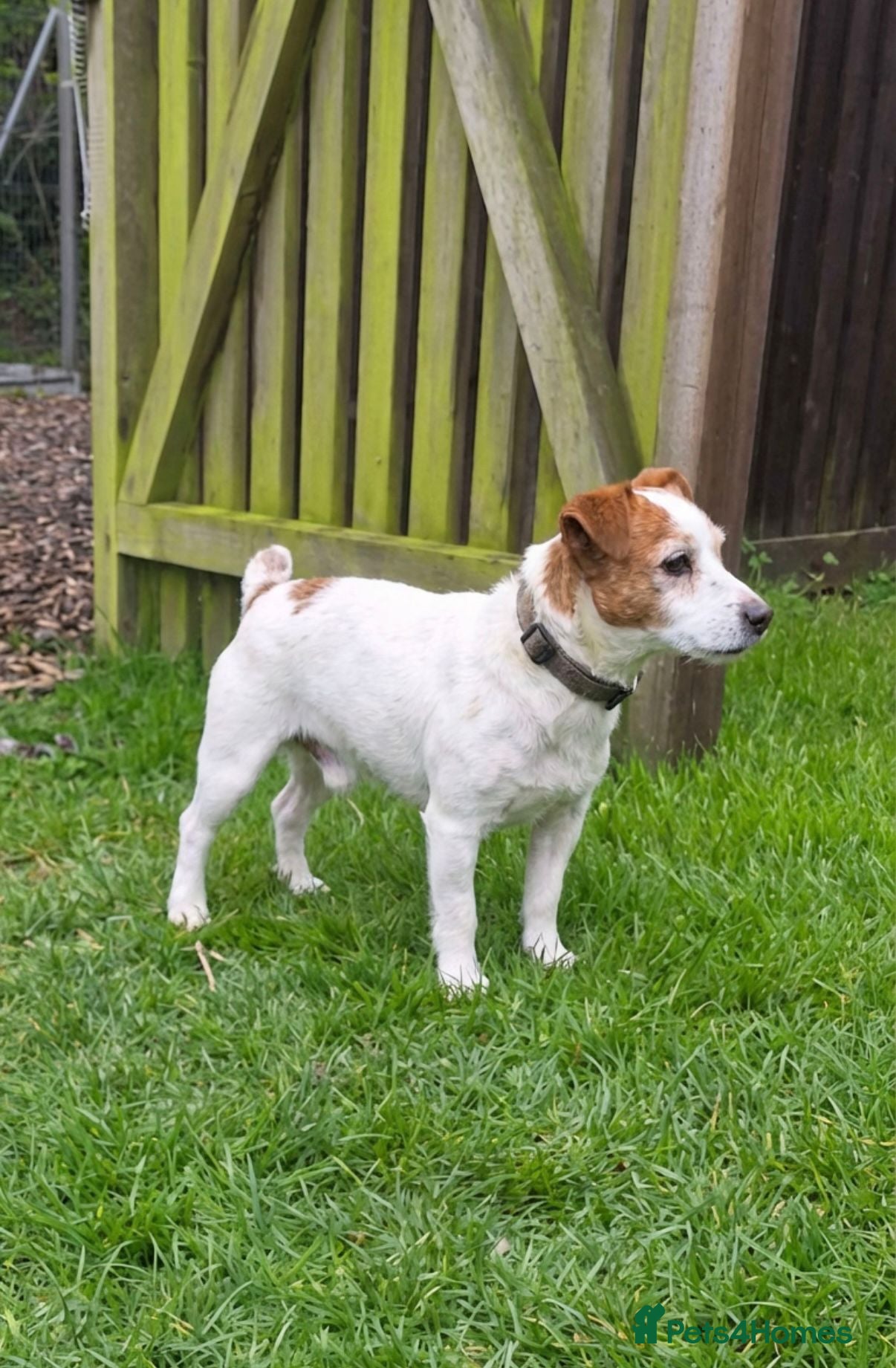 Jack Russell dogs 5 Year Old Male Jack Russell - Advert 3