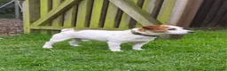 Jack Russell dogs for sale: 5 Year Old Male Jack Russell - Advert 1