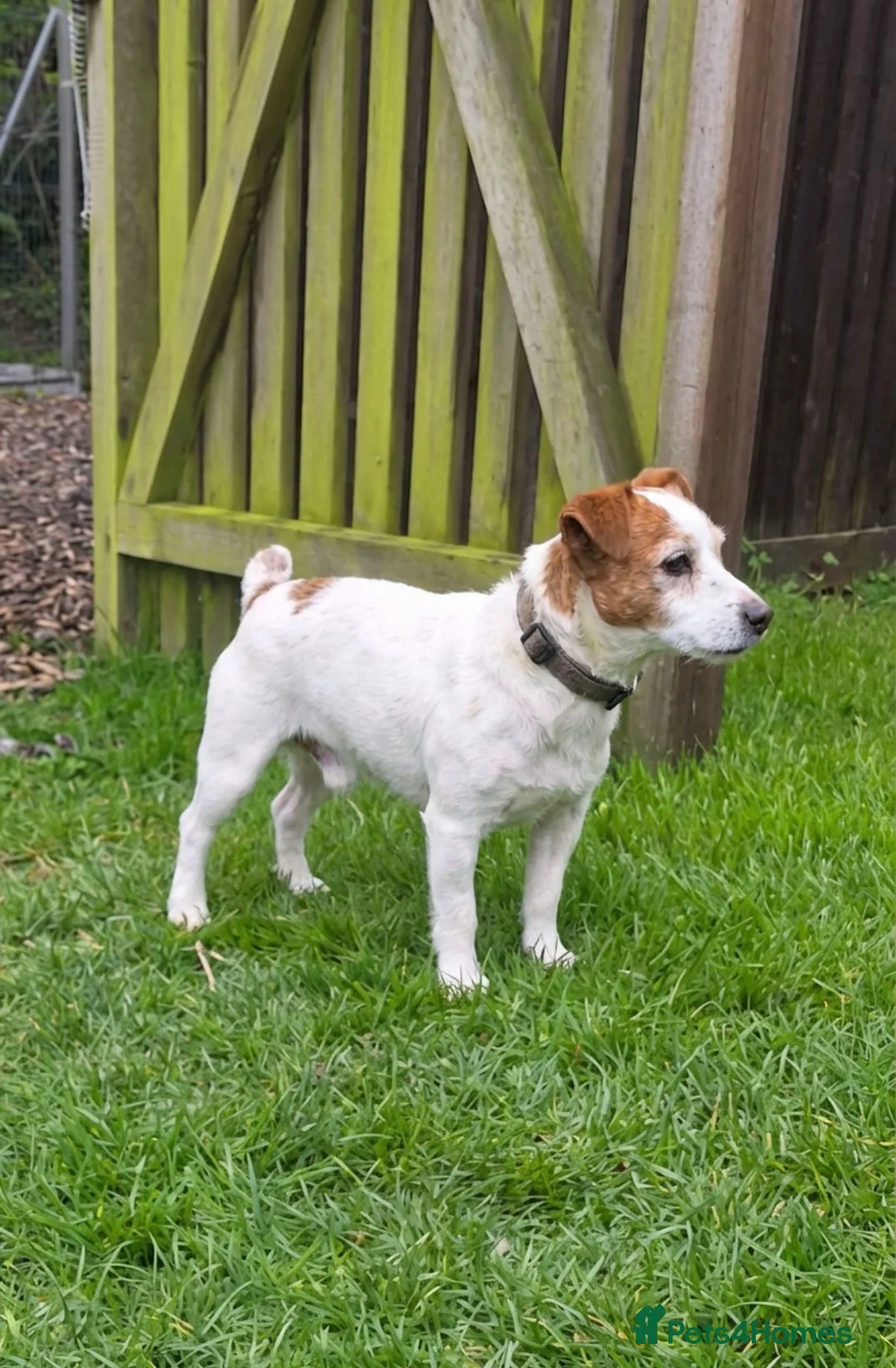 Jack Russell dogs for sale: 5 Year Old Male Jack Russell - Advert 1