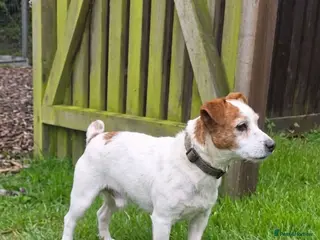 Jack Russell dogs 5 Year Old Male Jack Russell - Advert 3