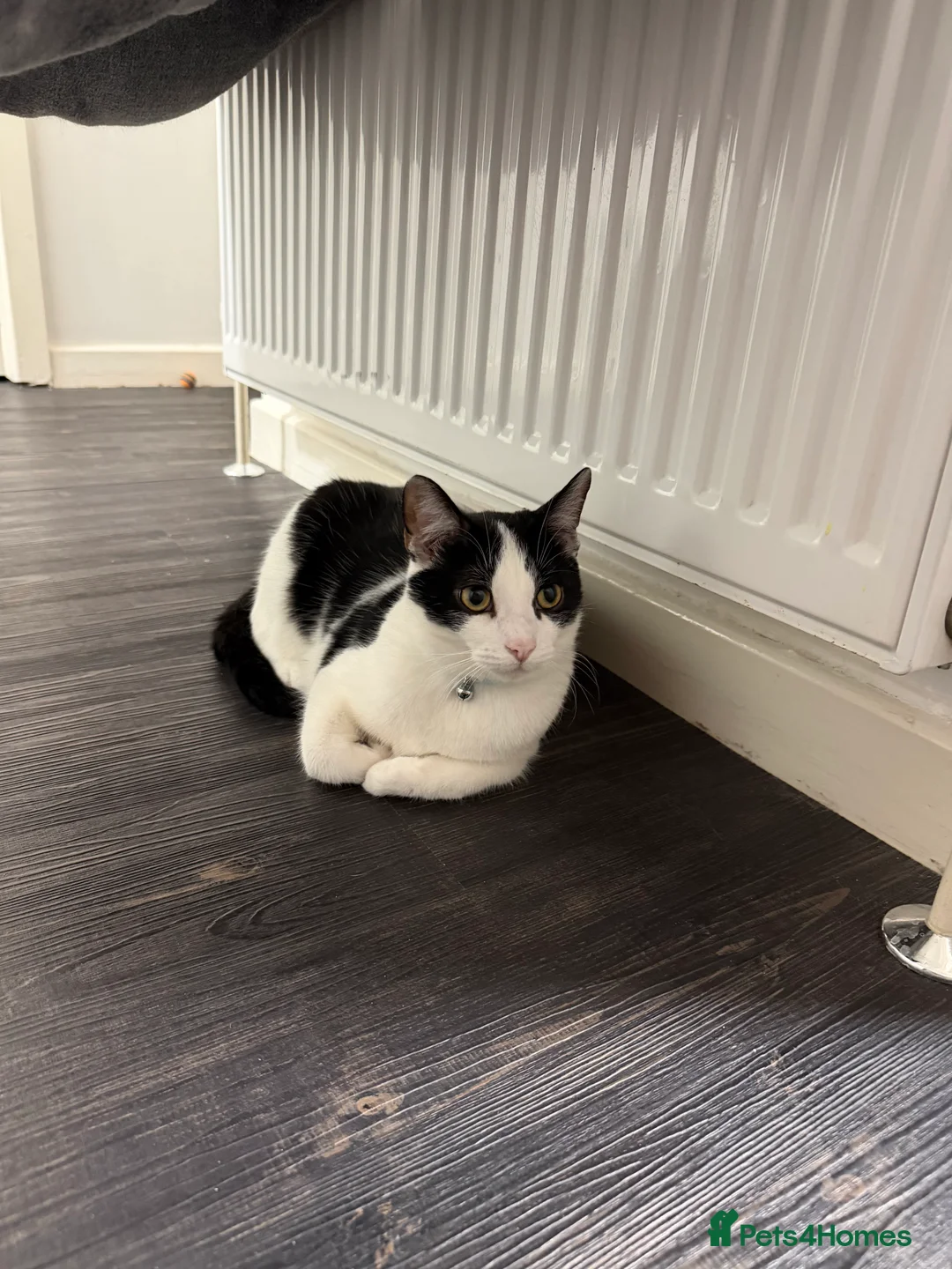 Mixed Breed cats for sale: Gorgeous boy for sale  - Advert 2