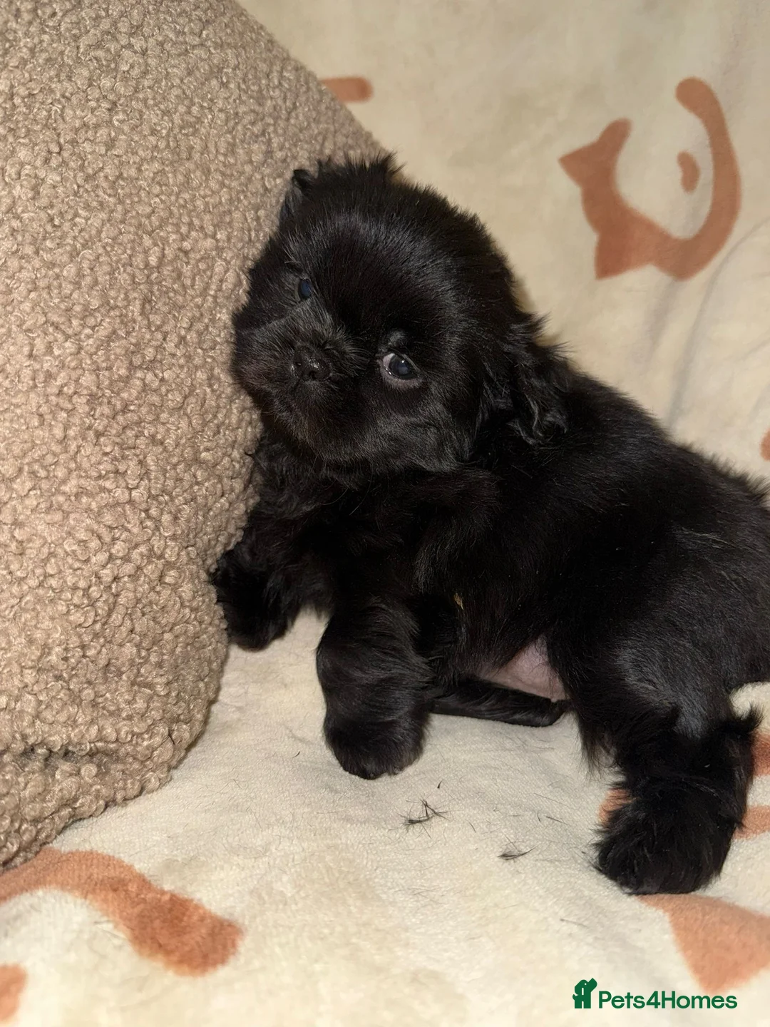 Shih Tzu dogs for sale: Stunning Black Shih Tzu Puppies - Advert 34