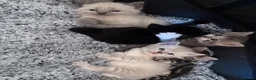 Mixed Breed cats for sale: 5 beautiful kittens  - Advert 10
