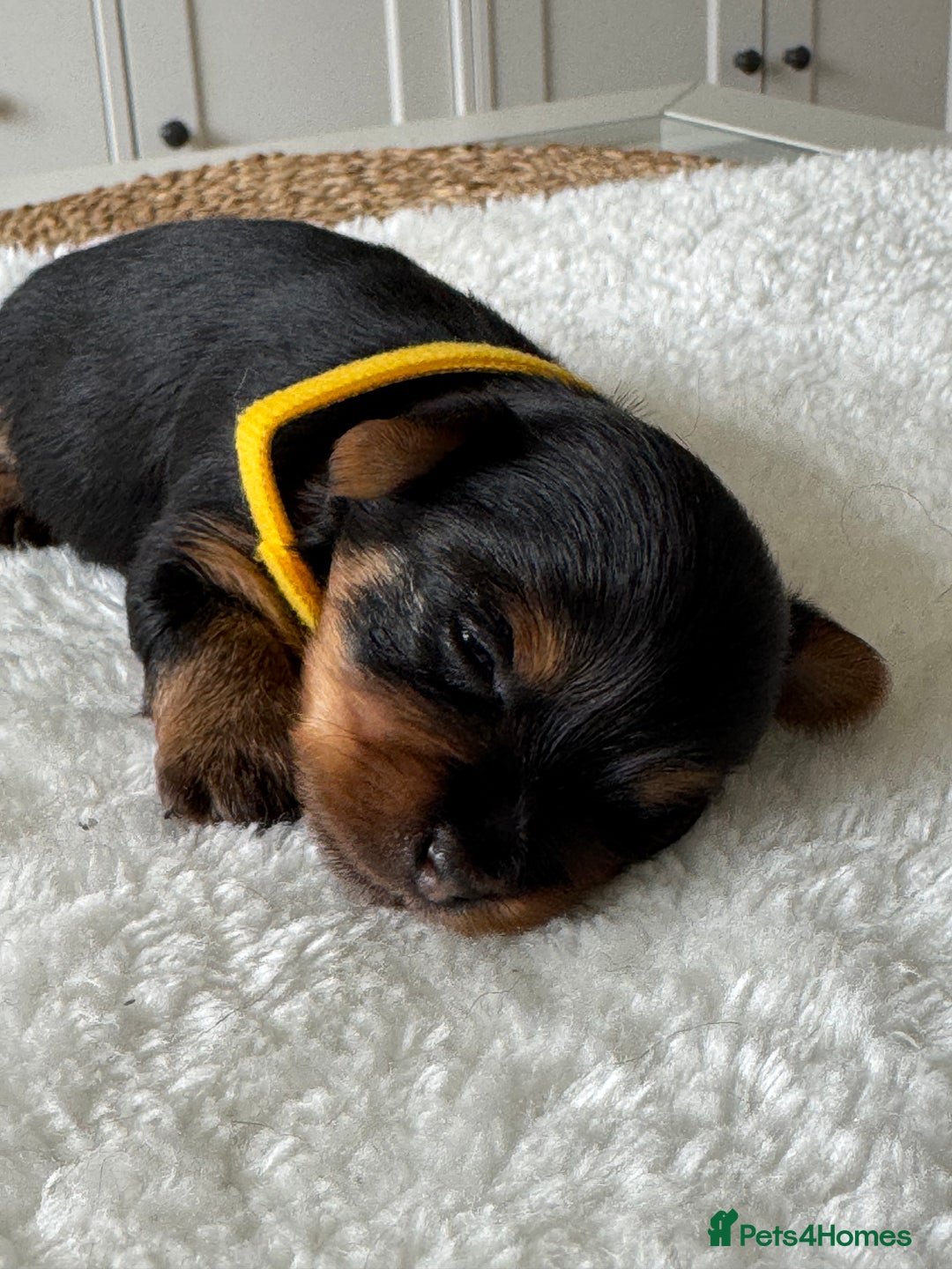 Yorkshire Terrier dogs for sale: ❤️Miniature yorkshire terrier puppies ☘️ - Image 12