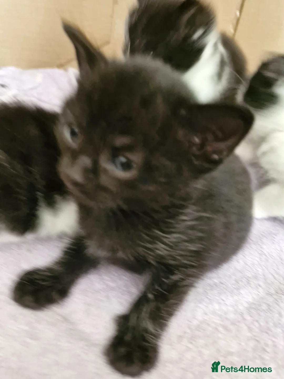 Mixed Breed cats for sale: Black and white kitten x2 and 1 black - Advert 2