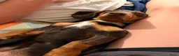Miniature Dachshund dogs for sale: Meet Milo – 10-Month-Old Miniature Dachshund in Bordon - Advert 5