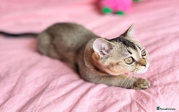 Scottish Fold cats for sale: Pedigree Kitten girl looking for a family  - Image 12