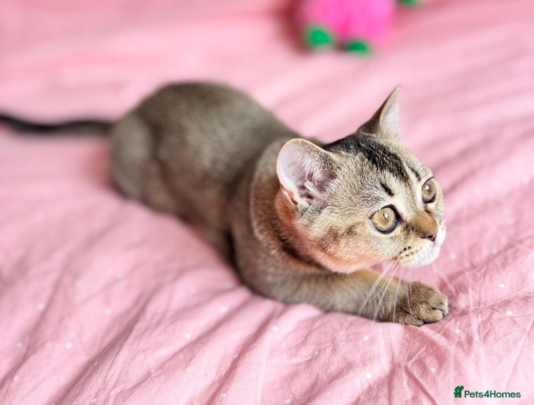 Scottish Fold cats for sale: Pedigree Kitten girl looking for a family  - Image 12