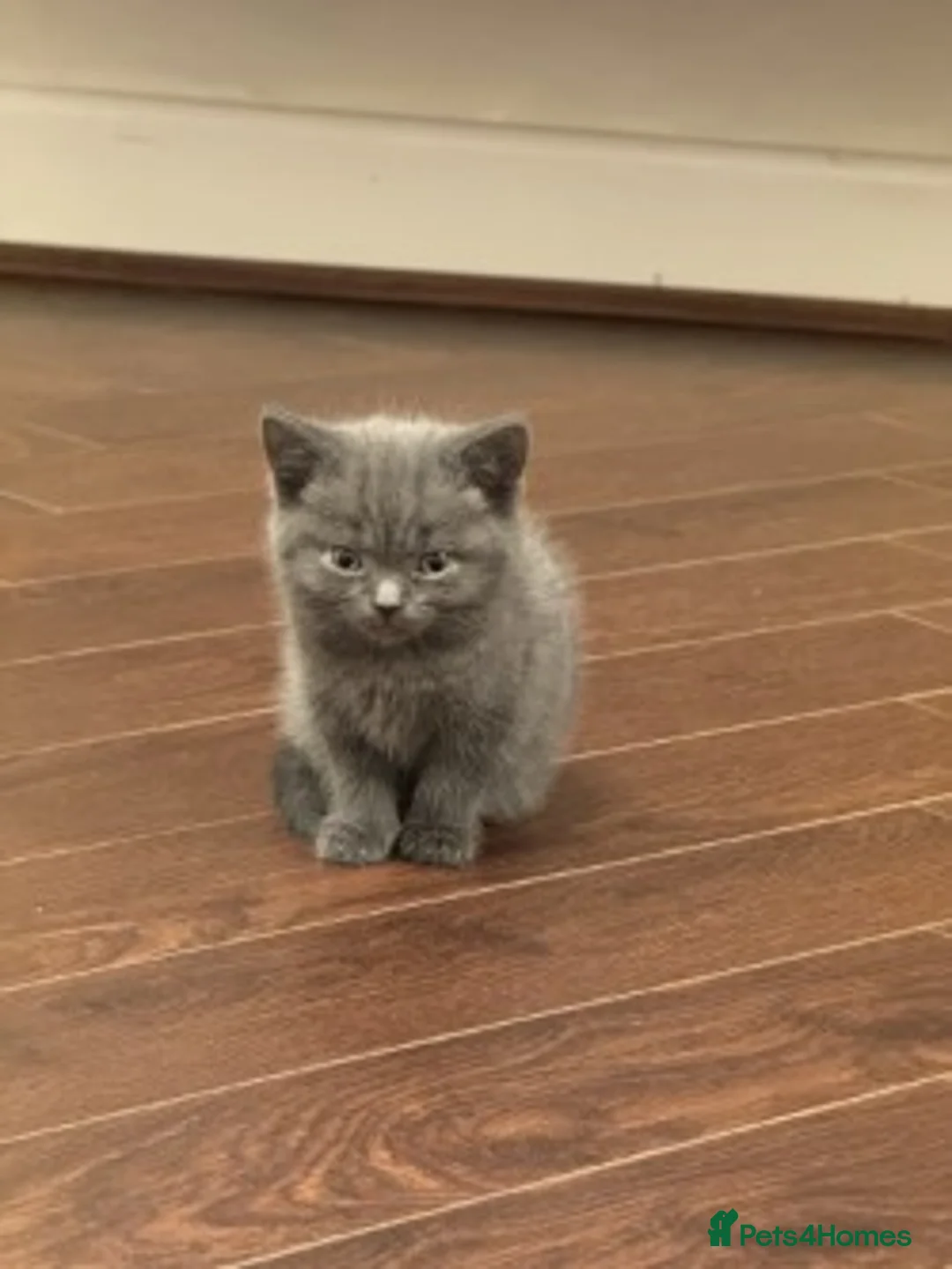 Mixed Breed cats for sale: Gorgeous Kittens Ready for Their New Homes - Advert 10