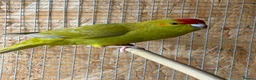 Budgerigars birds for sale: Kakarikis young pair  - Advert 5