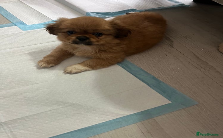 Shih Tzu dogs - Advert 2