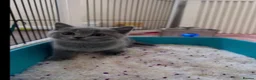 British Shorthair cats for sale: British Shorthair Purebred, Healthy & Ready Now in Harrow - Advert 3