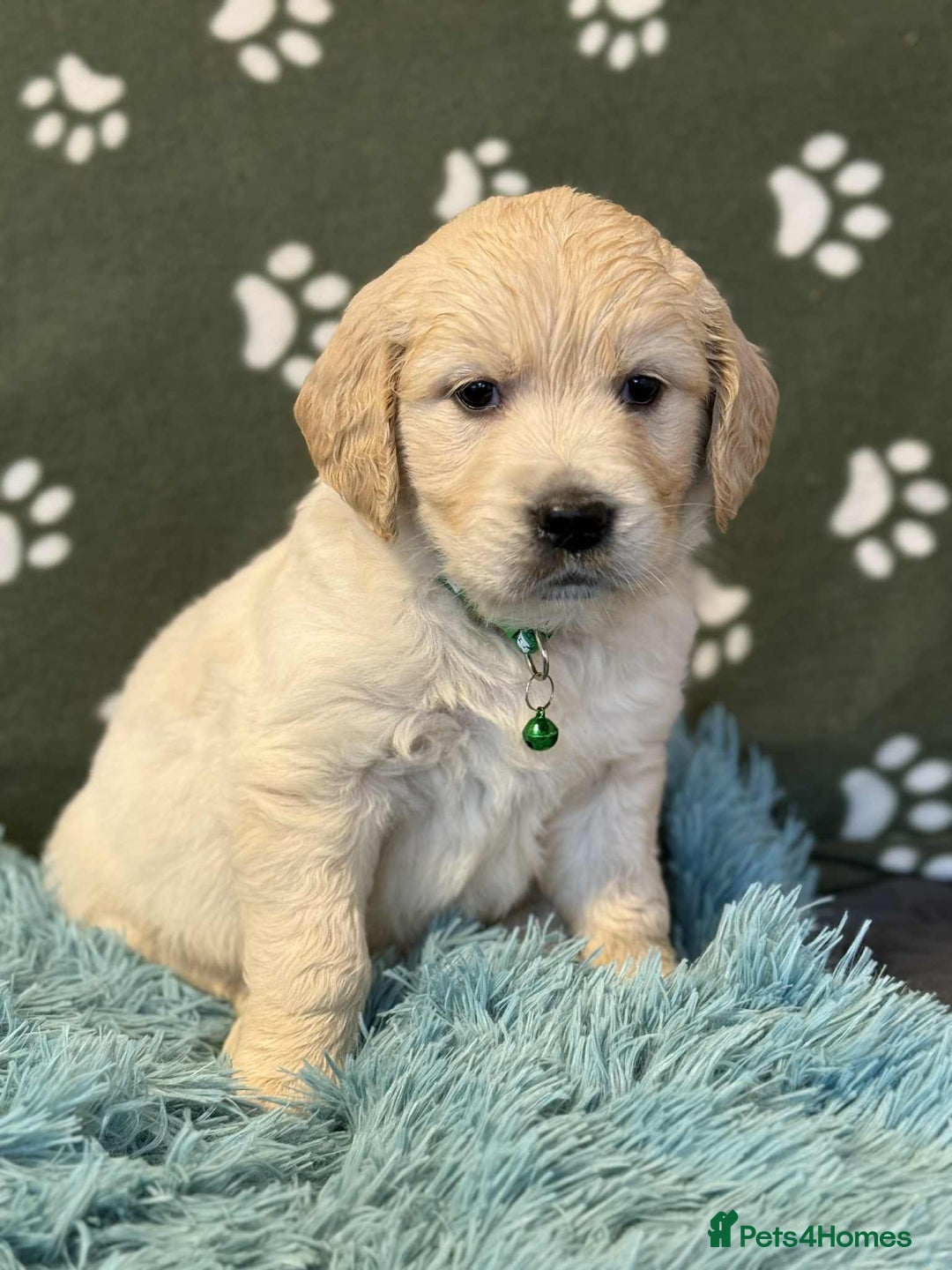 Golden Retriever dogs for sale: Stunning health tested Golden Retriever Puppies  - Advert 31