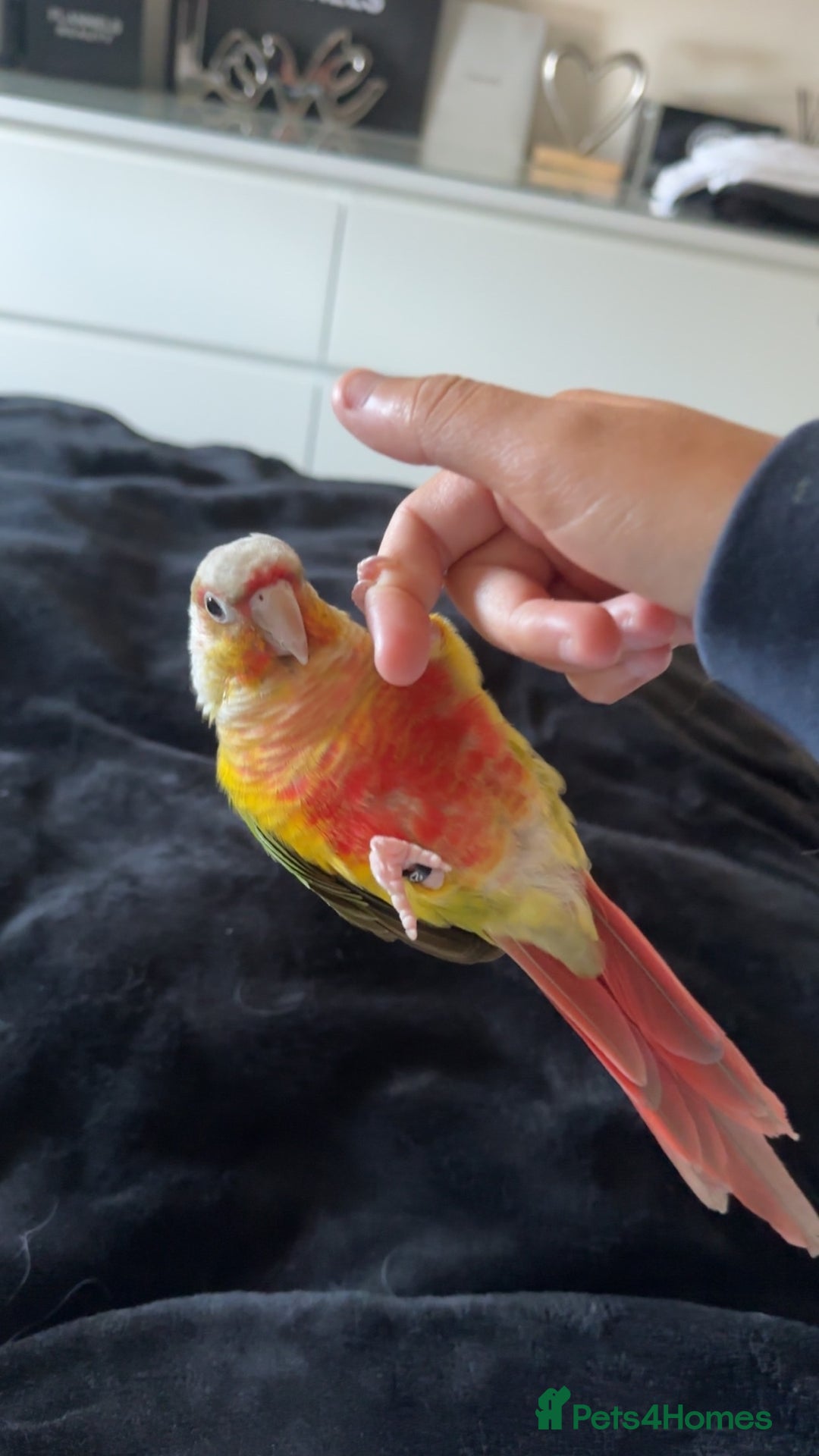 Conures birds for sale: Green Cheek Conure for sale 11months old £850 - Advert 6
