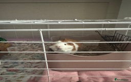 Guinea Pig rodents for sale: (Reserved)2 bonded girls  - Image 3