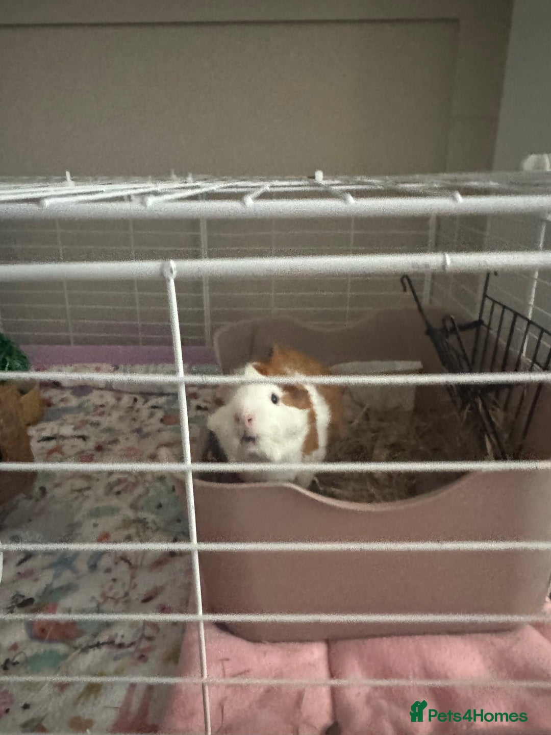 Guinea Pig rodents for sale: (Reserved)2 bonded girls  - Image 3