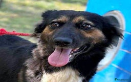 Mixed Breed dogs for adoption: 🐾 Olivia – Sheltie/Australian Shepherd mix 🐾 - Image 6