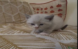 British Shorthair cats for sale: BSH mixed Russian Blue - Image 25