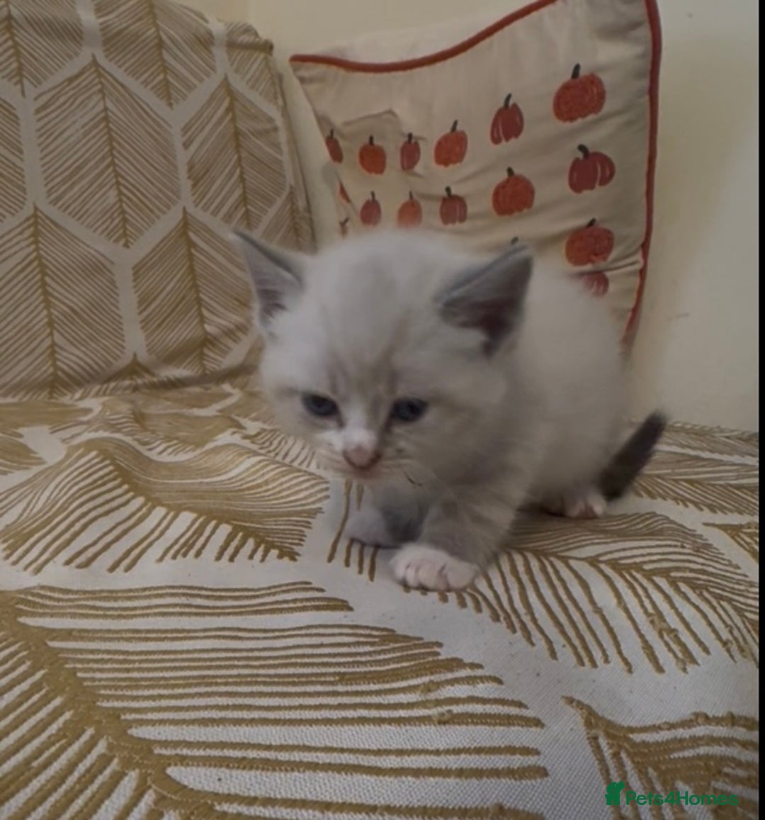 British Shorthair cats for sale: BSH mixed Russian Blue - Image 25