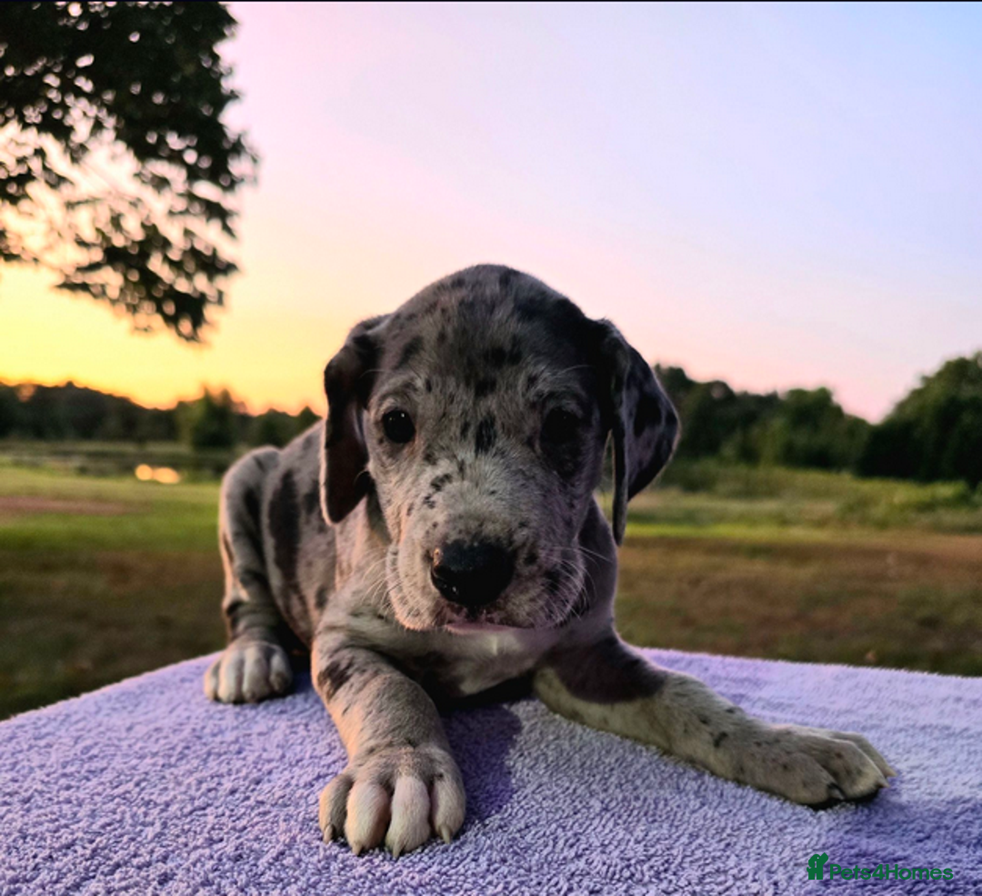 Great Dane dogs for sale:  Beautiful Great Dane Pups-Ready for Forever Homes - Image 15