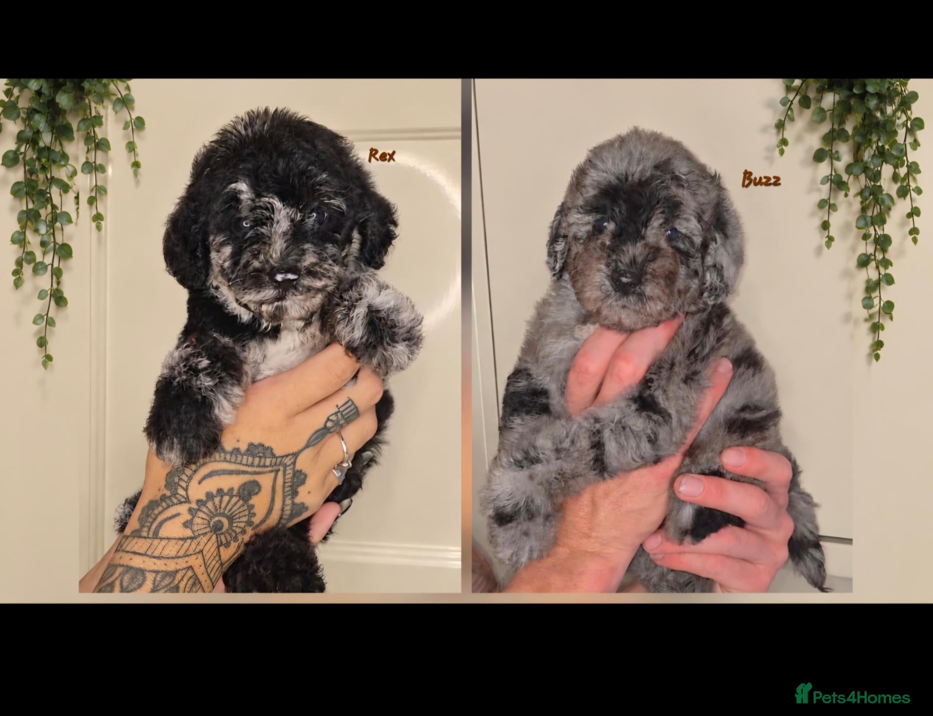 Labradoodle dogs Unique Multigen🧸 Merle&Tan Teddybear Labradoodles - Advert 1