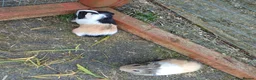 Guinea Pig rodents for sale: Baby boy guinea pigs  available soon - Advert 6