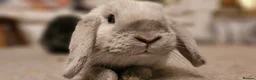 Mini Lop rabbits for sale: White Mini Lop needs loving home. FREE ROAM.  - Advert 1