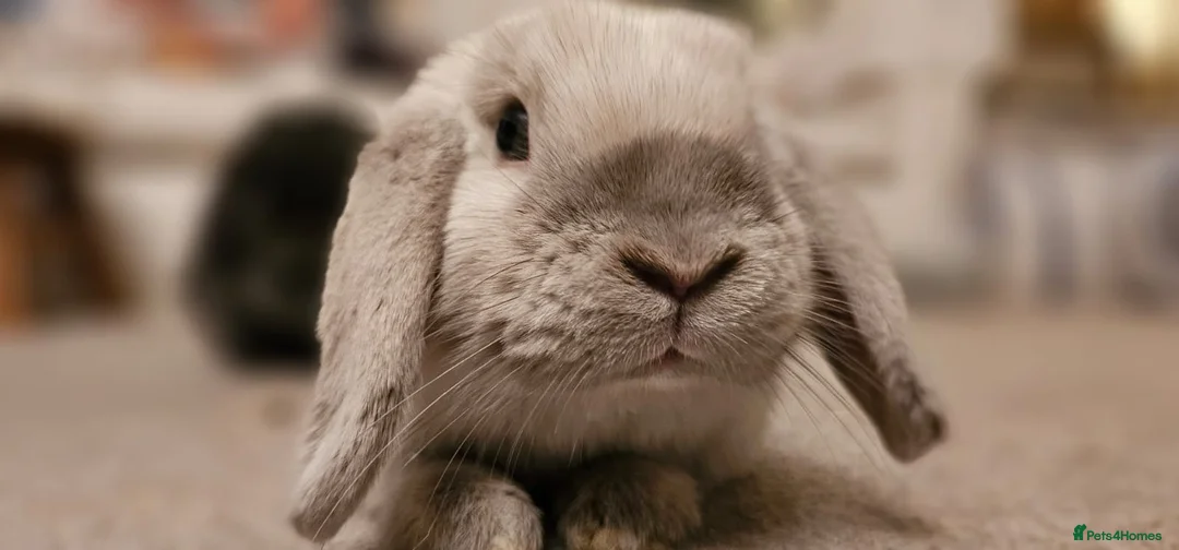 Mini Lop rabbits for sale: White Mini Lop needs loving home. FREE ROAM.  - Advert 1