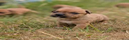 Staffordshire Bull Terrier dogs for sale: KC Red Staffords  - Advert 6