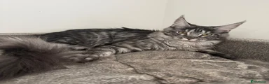 Maine Coon 3