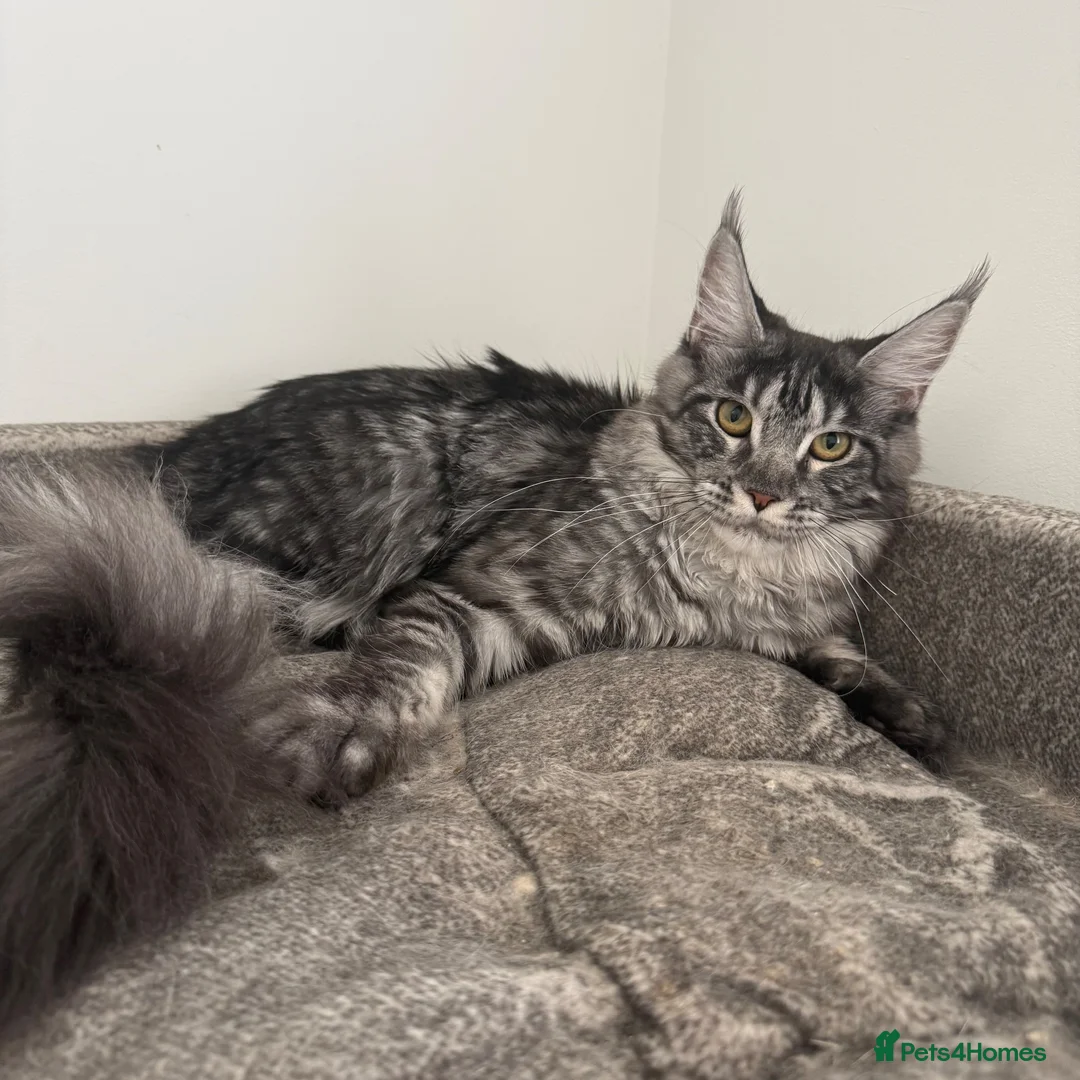 Maine Coon cats for sale: Ready to go ☺️ - Advert 3