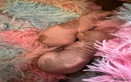 Sphynx cats for sale: Sphynx little naked babies - Image 2