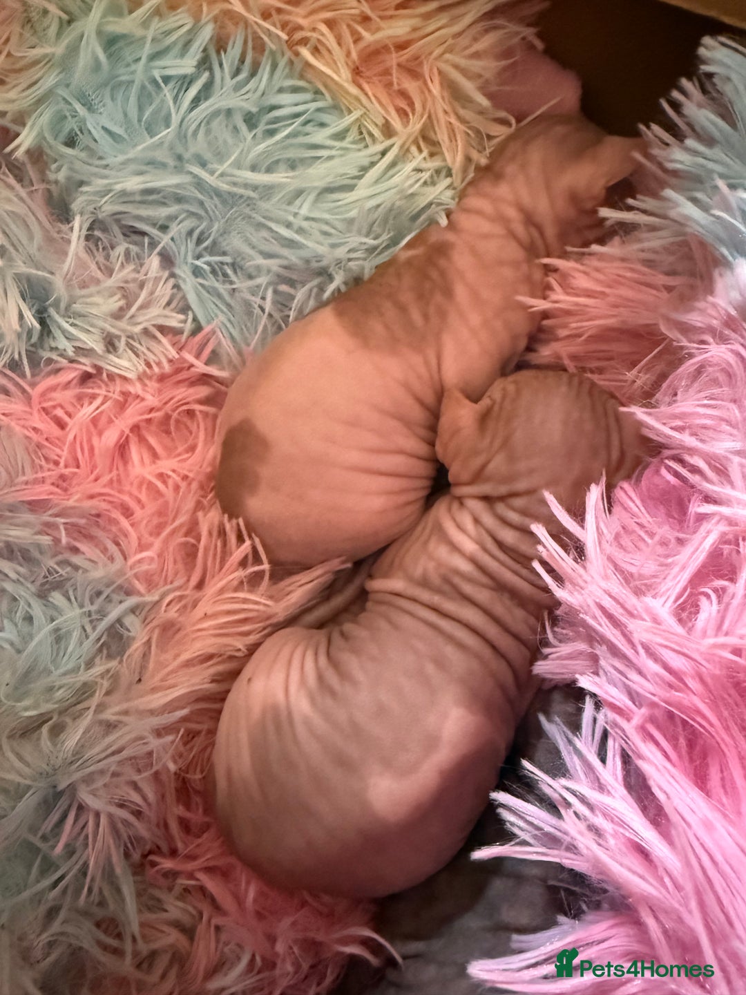 Sphynx cats for sale: Sphynx little naked babies - Image 2