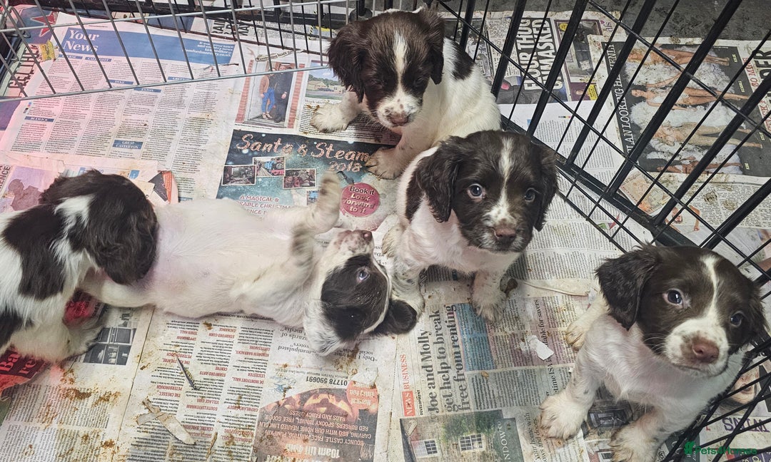 English Springer Spaniel dogs for sale: Working Springer Spaniel Pups L/w - Advert 3
