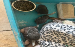 Chinchilla rabbits for sale: Chinchillas  - Image 5
