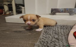 Chihuahua dogs for sale: Smooth coat chihuahua  - Image 20