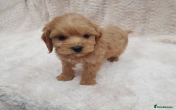 Cavapoo dogs for sale: Beautiful F1 Cavapoo Pups  - Image 10