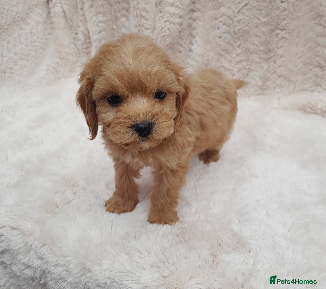 Cavapoo dogs for sale: Beautiful F1 Cavapoo Pups  - Image 10