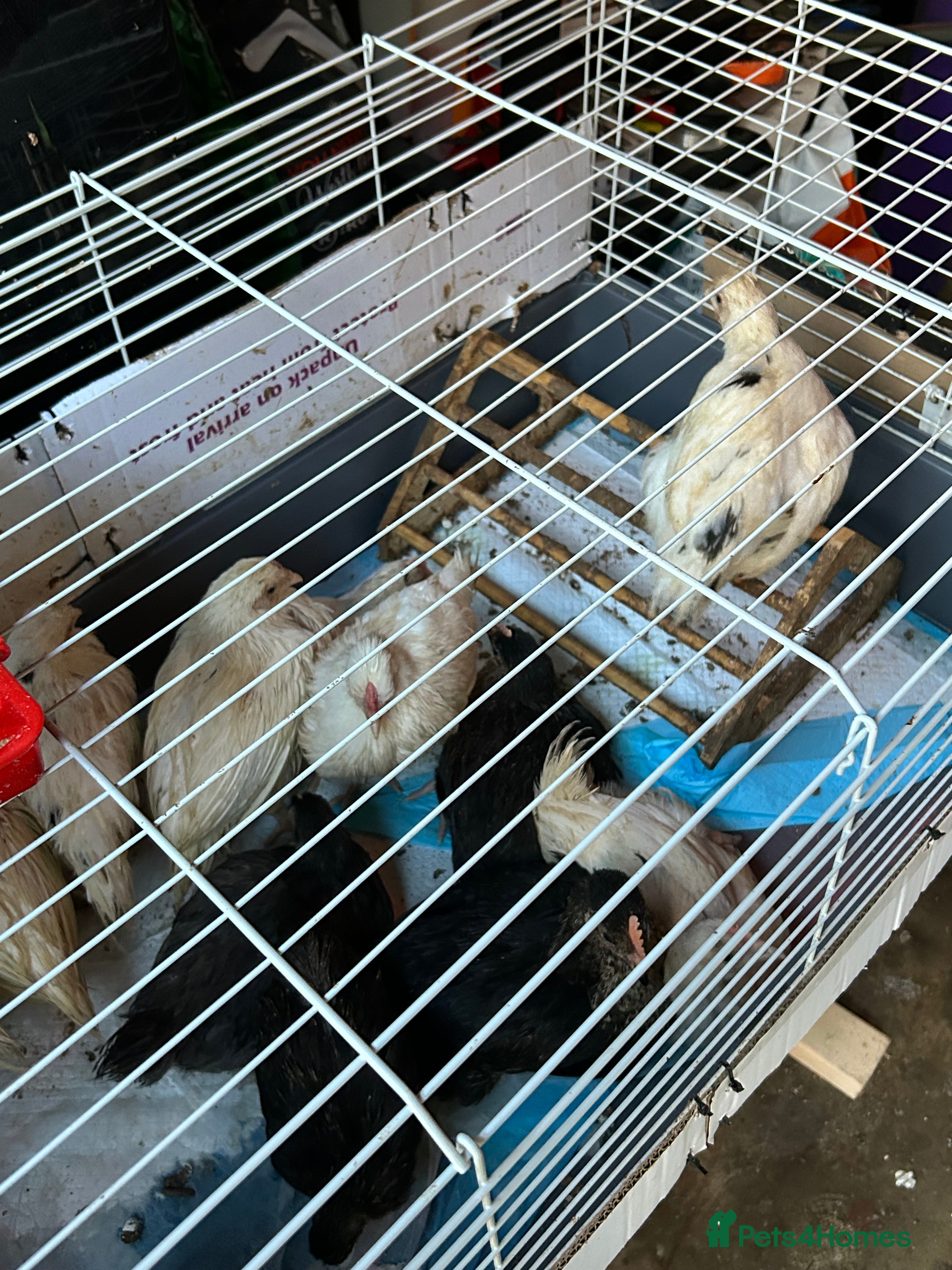 Chickens poultry 5 female growers  - Advert 1