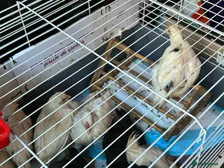 Chickens poultry 5 female growers - Advert 1