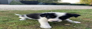 Border Collie 2 dark blue collar