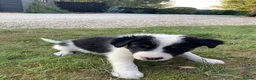 Border Collie dogs for sale: Border collies for sale - Advert 4