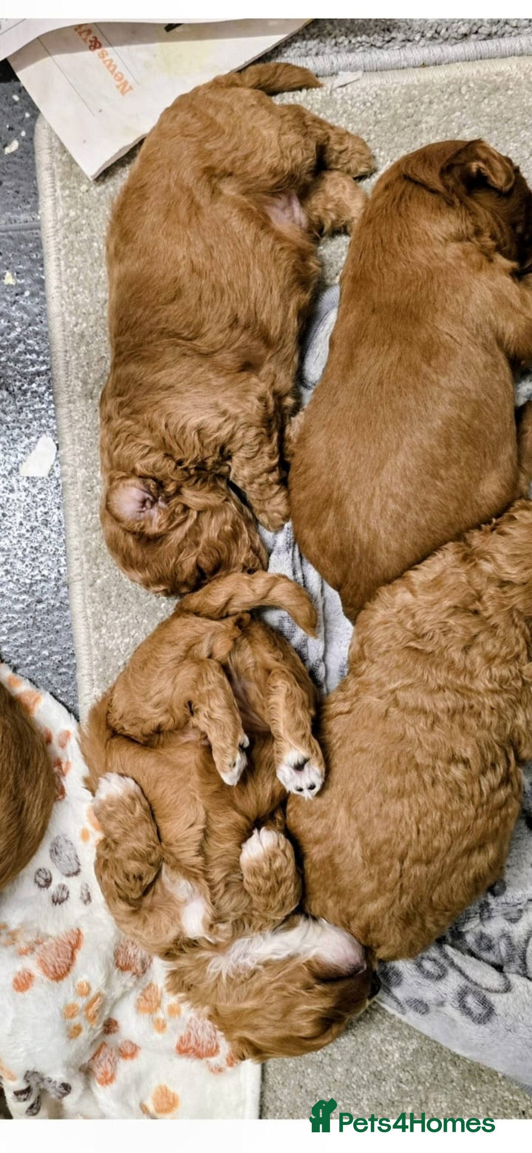 Cockapoo dogs for sale: GENUINE F1B COCKAPOO PUPPIES  - Image 26