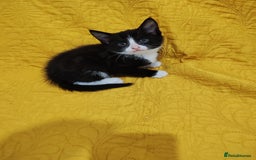 Mixed Breed cats for sale: Beautiful kittens VIDEOS - Image 12