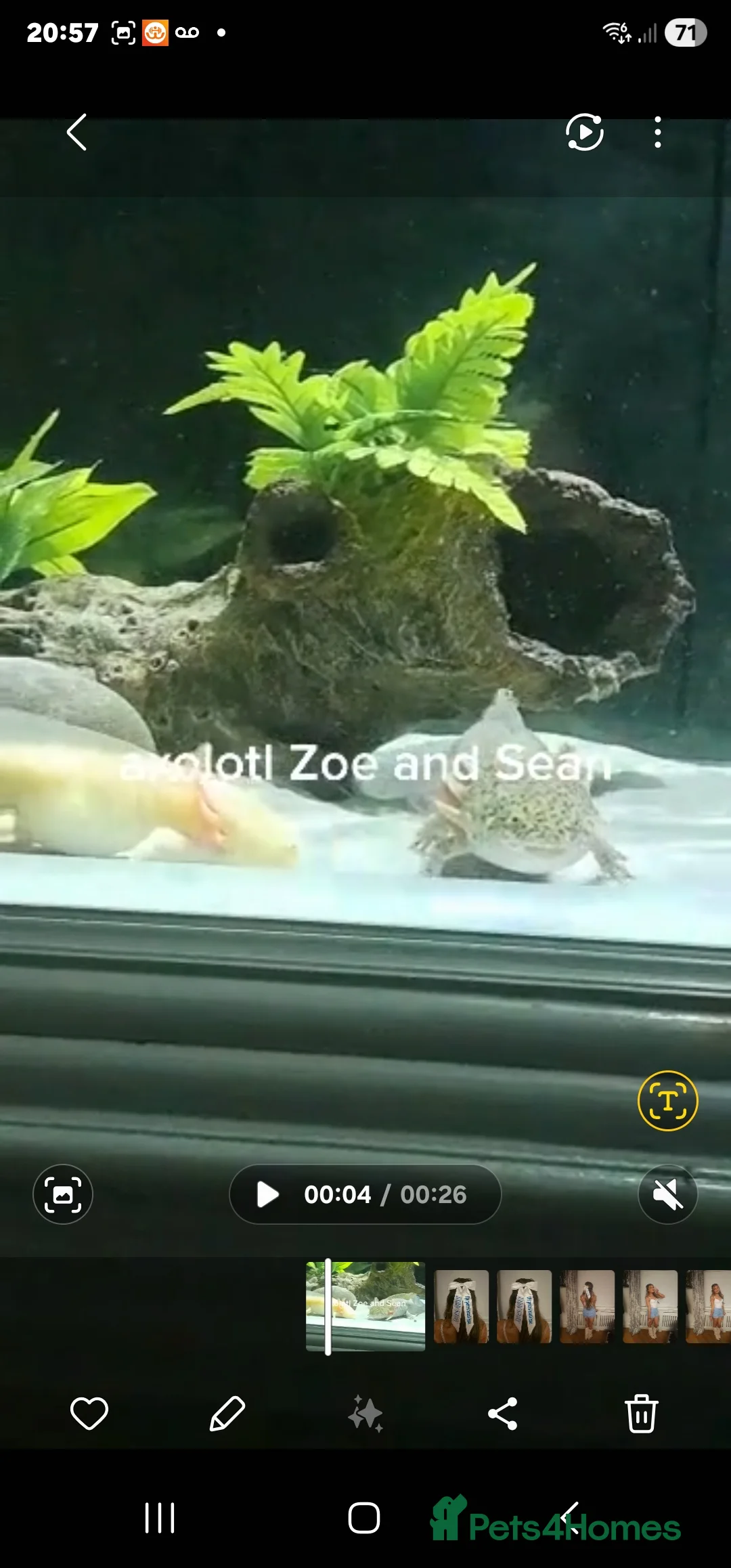 Axolotl reptiles for sale: Axolotl male and female  - Advert 3