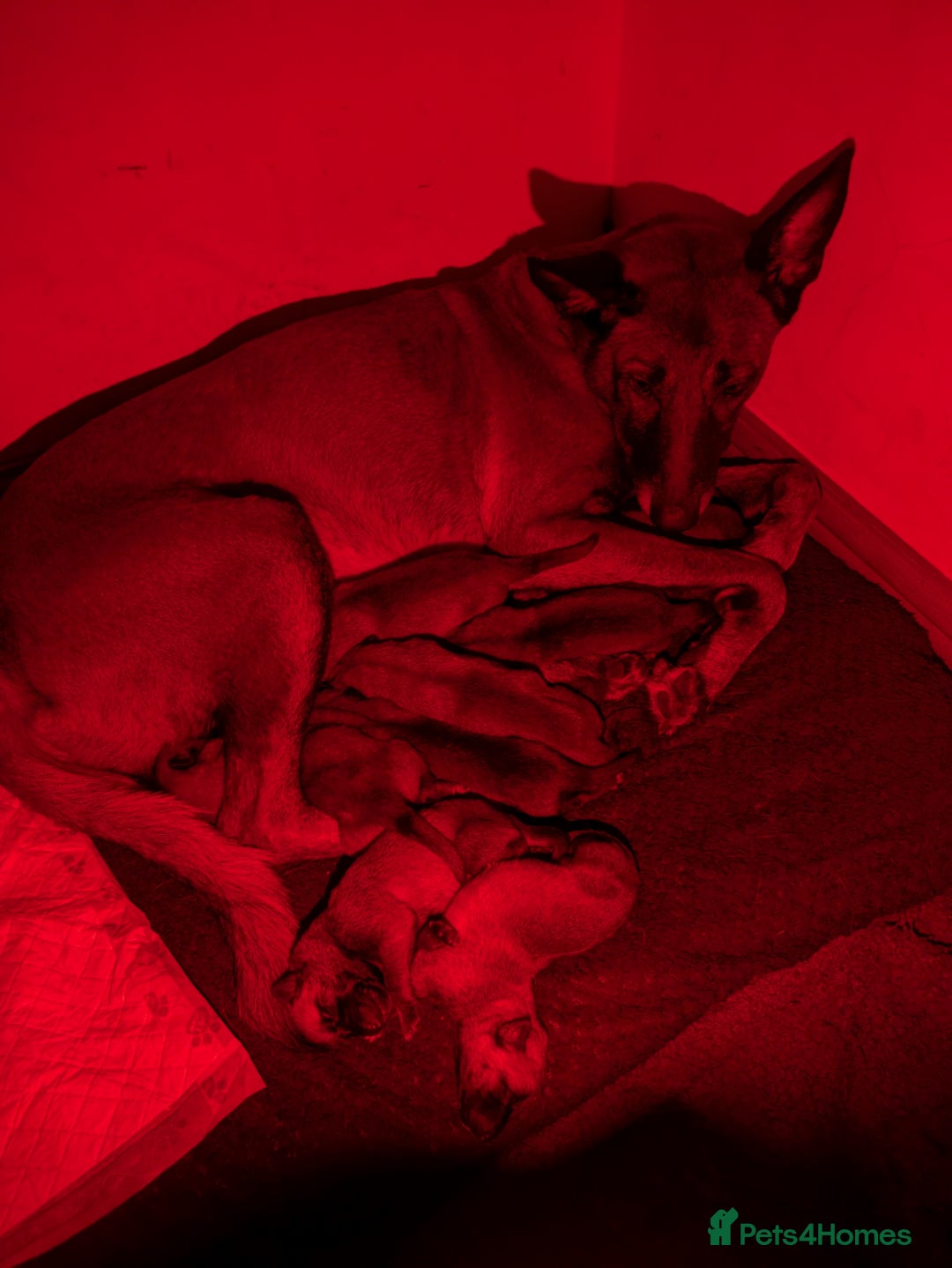 Belgian Shepherd Dog dogs for sale: Belgian Shepherd - Malinois  - Advert 32