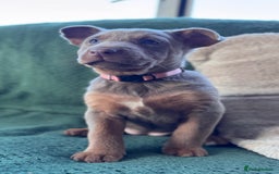 Australian Kelpie dogs for sale: Australian Kelpie Puppies WKC Registered - Image 38